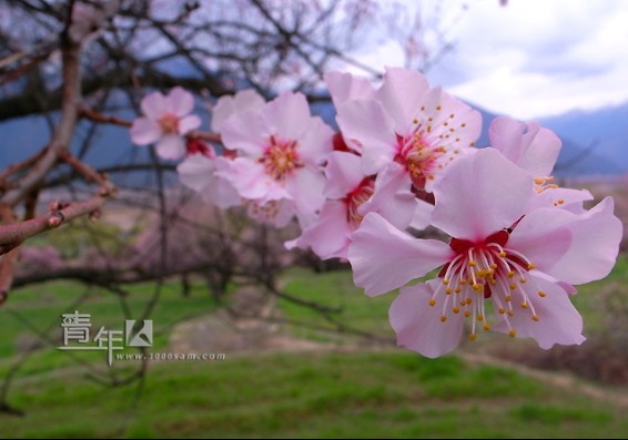 2010年第八届林芝桃花节开启西藏春季旅游之程