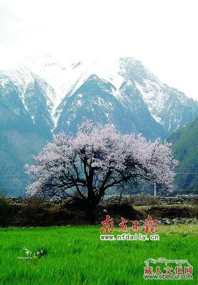 西藏高原之上的曼妙春光：三月林芝地区桃花盛开