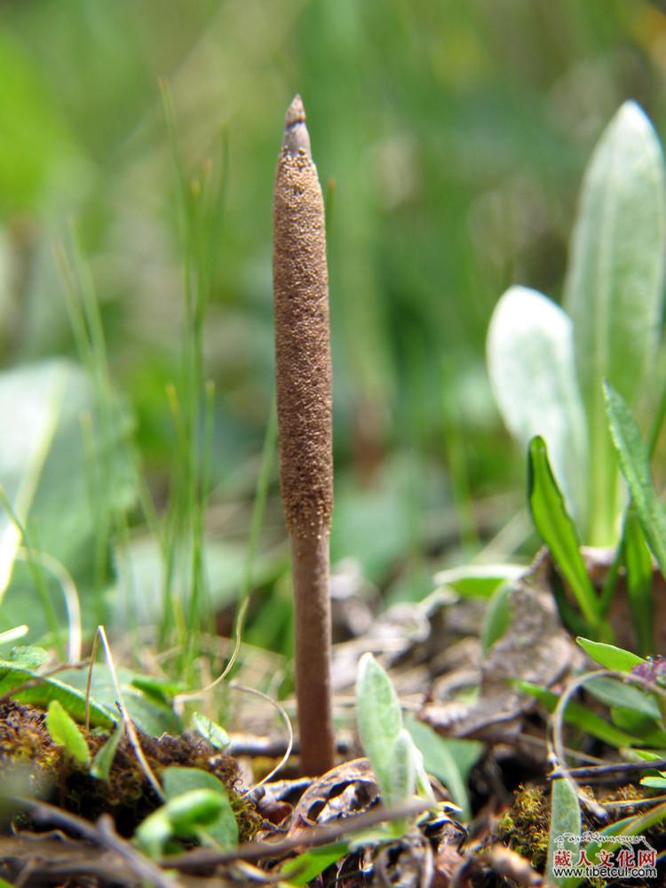 西藏虫草适生地研究取得突破性成果