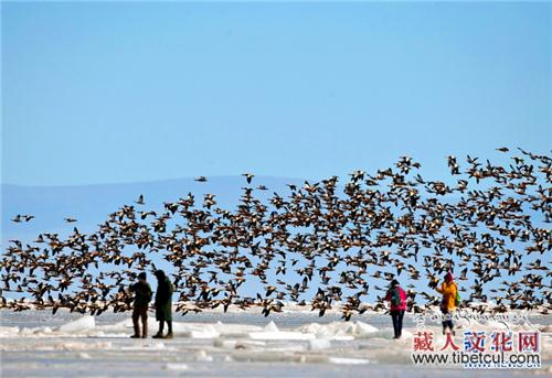 春回高原大地 近万只赤麻鸭飞临青海湖（组图）