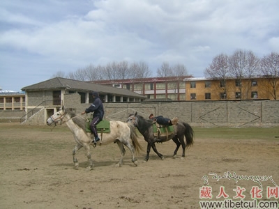 27匹名马已适应香格里拉新家