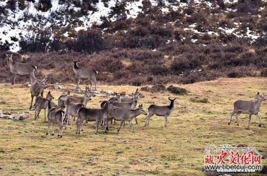 中国最大自然保护区群联合公告：禁止一切非法穿越