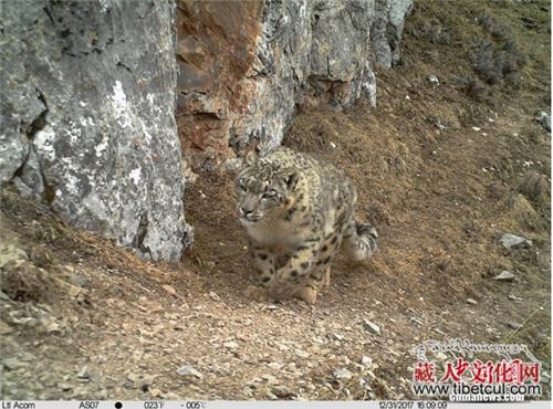 野生动物"入镜"青海  红外相机拍通天河畔多种动物