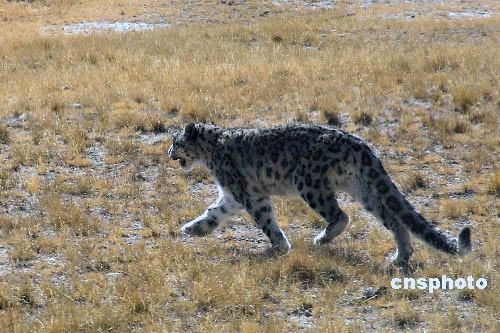 青藏高原发现雪豹并拍到其照片