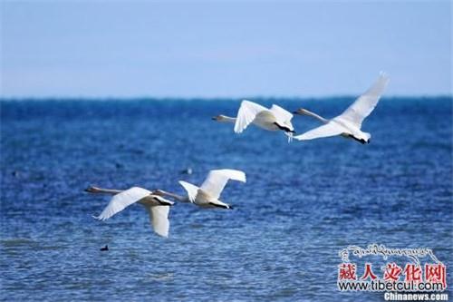 青海湖整体生态功能增强 多个指示性物种逐年递增