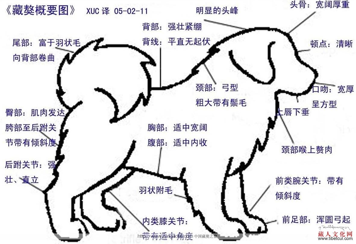 青海省西宁市首届藏獒文化展开幕：二十余只藏獒展风采