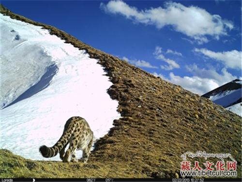 四川省甘孜州新龙县确认7种野生猫科动物