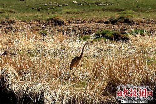 青海湖首次记录到草鹭 鸟类种数达224种