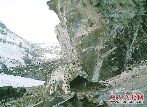 存在健康种群 阿尼玛卿山捕获515次雪豹活动影像