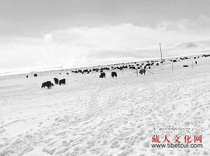 石渠雪灾肆虐数万头牛羊饥寒交迫：牧民省下口粮救牛羊