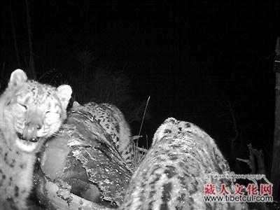 国内首次在青海囊谦拍到雪豹捕食牦牛高清视频