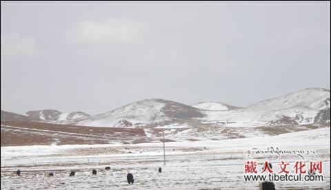 青海甘德积雪消融解除橙色预警但春乏期危害将逐步显现