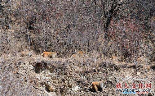 海拔3500米 罕见短尾弥猴群惊现四川白玉县