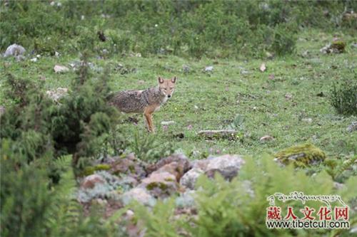 西藏首次影像记录到亚洲胡狼 发现4种新记录物种