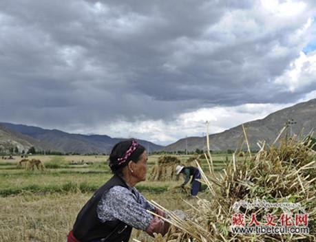 西藏雅砻河谷：青稞小麦等作物已成熟当地农牧民秋收忙