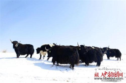 三十个品种 西藏建成中国最全牦牛基因库