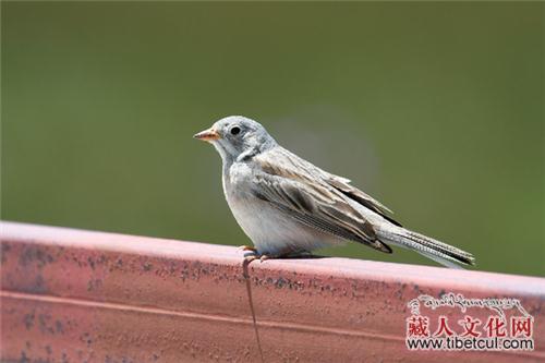 青海湖首次发现灰颈鹀 鸟种记录已增加至223种