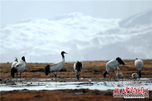 2019年首批黑颈鹤迁抵青海省玉树州嘉塘草原