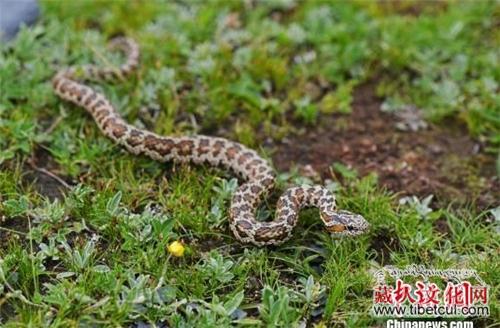 藏高原腹地通天河流域新发现一种食蛾类蝮蛇