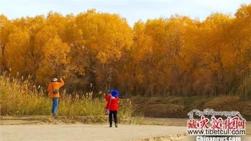 青海：世界海拔最高最远古胡杨林景区举办摄影大赛