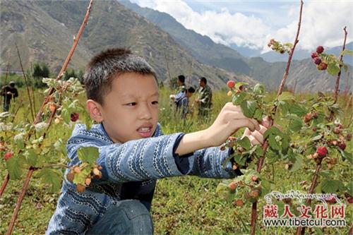 品尝原生态的水果 拉萨首届“树莓采摘节”开幕