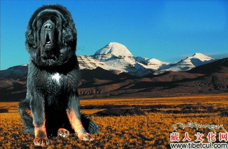 藏獒精彩图片组欣赏 犬类世界唯一古老的活化石