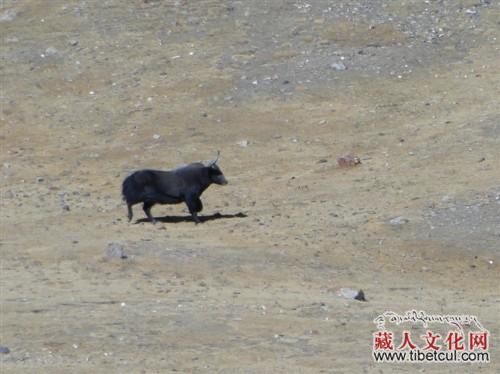 疏勒——野牦牛的家园