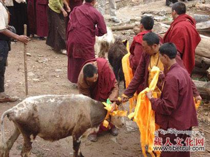 诵经供灯 放生祈福 藏历新年大家都很“忙”