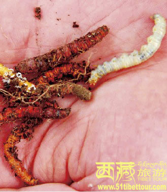 从虫到草的生命奇观