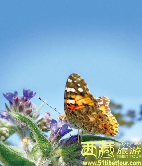 藏东南邂逅中国最珍贵的蝴蝶