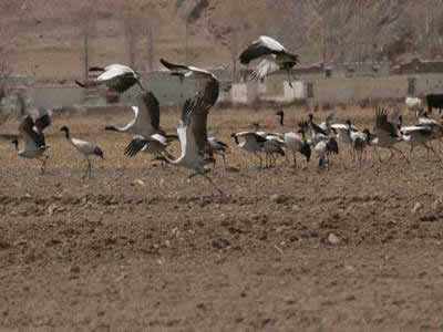 西藏高原湿地成为珍稀鸟类天堂