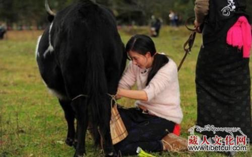 超级名模林志玲“嫁入”藏族家庭体验高原主妇生活