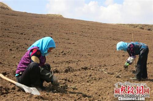 青海脑山藏乡村民变“药农”种植中藏药材发家致富