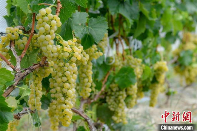 西藏桑日县被认证为世界海拔最高的威代尔葡萄种植基地4.jpg