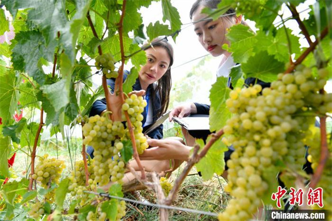 西藏桑日县被认证为世界海拔最高的威代尔葡萄种植基地5.jpg