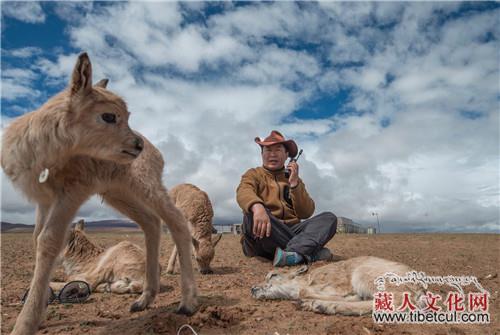 布琼：守望可可西里 永远在路上