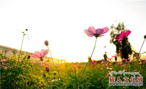 杨蕗涓:金马草原上的“格桑梅朵”